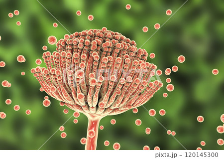 Black mold fungi Aspergillus 120145300