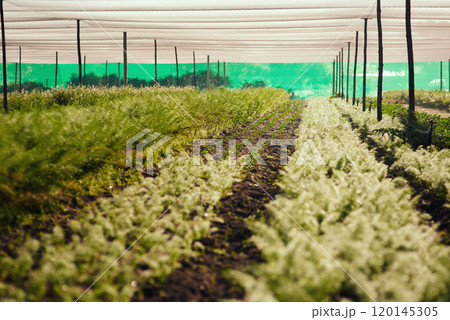 Rows and rows of green. Cropped shot of rows of crops inside of a greenhouse on a farm. 120145305