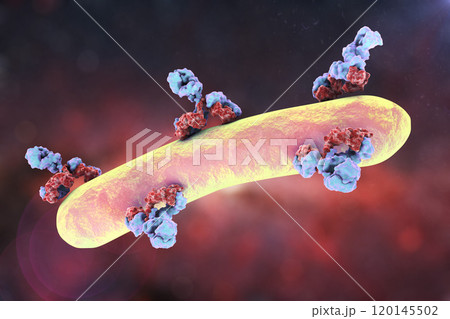 Antibodies attacking bacterium Antibodies attacking bacterium 120145502