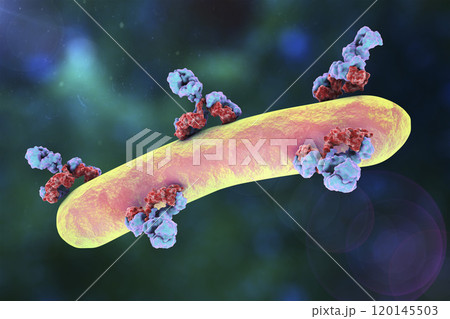 Antibodies attacking bacterium 120145503