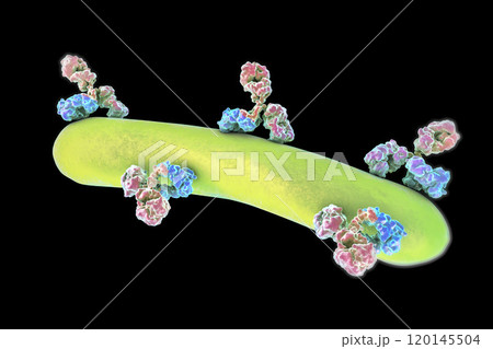 Antibodies attacking bacterium Antibodies attacking bacterium 120145504