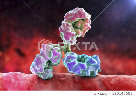 Antibody attacking bacterium 120145508