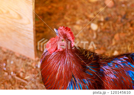 An colorful rooster with large red rose comb caruncle in farm environment 120145610