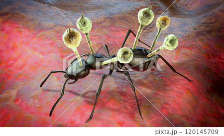 Cordyceps parasitic fungus growing on an ant, 3D illustration Cordyceps parasitic fungus growing on an ant, 3D illustration 120145709