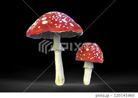 Fly agaric mushroom with red cap and white dots, Amanita mushroom, illustration Fly agaric mushroom with red cap and white dots, Amanita mushroom, illustration 120145960