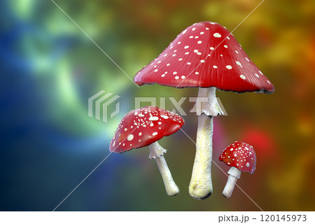 Fly agaric mushroom with red cap and white dots, Amanita mushroom, illustration Fly agaric mushroom with red cap and white dots, Amanita mushroom, illustration 120145973