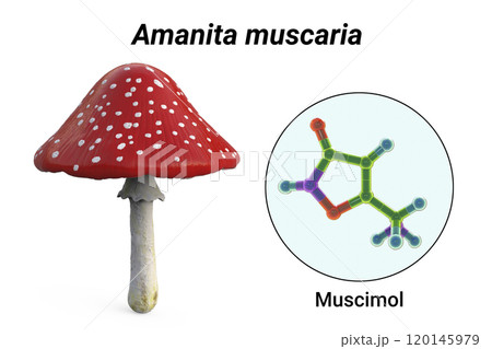 Fly agaric mushroom, Amanita mushroom, and molecule of muscimol toxin Fly agaric mushroom, Amanita mushroom, and molecule of muscimol toxin 120145979