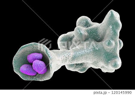 Amoeba protozoan engulfing bacteria 120145990
