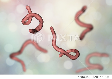 Parasitic hookworm Ancylosoma Parasitic hookworm Ancylosoma 120146006