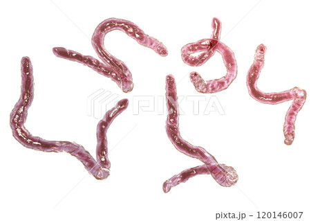 Parasitic hookworm Ancylosoma 120146007