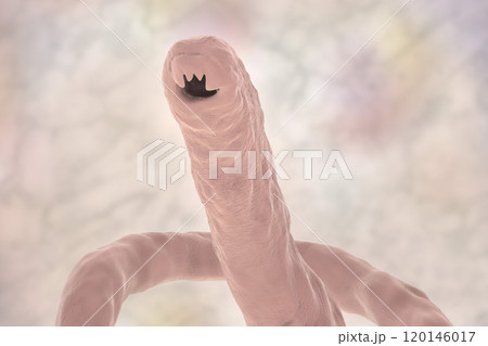 Head of a parasitic hookworm Ancylosoma Head of a parasitic hookworm Ancylosoma 120146017