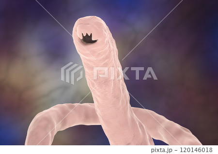 Head of a parasitic hookworm Ancylosoma 120146018