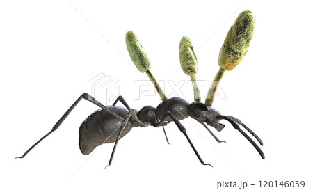 Cordyceps parasitic fungus growing on an ant, 3D illustration 120146039