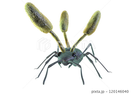 Cordyceps parasitic fungus growing on an ant, 3D illustration 120146040