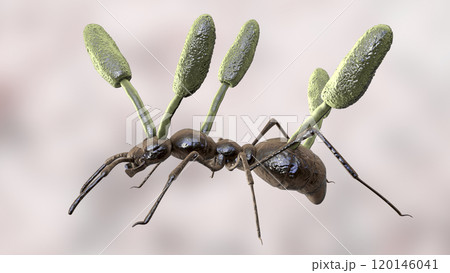 Cordyceps parasitic fungus growing on an ant, 3D illustration Cordyceps parasitic fungus growing on an ant, 3D illustration 120146041