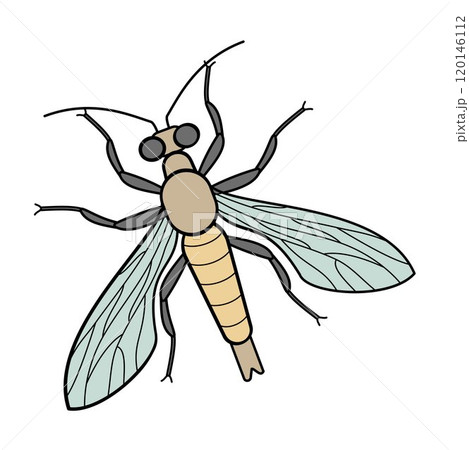 fir sawfly forest pest insect 120146112