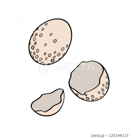 wild bird egg and shell of eggs 120146115