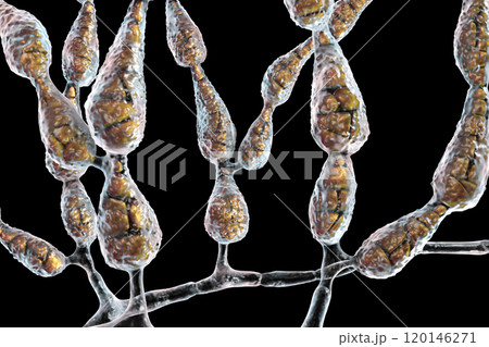 Mold Alternaria alternata, allergic fungus Mold Alternaria alternata, allergic fungus 120146271