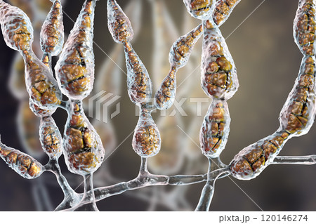 Mold Alternaria alternata, allergic fungus Mold Alternaria alternata, allergic fungus 120146274