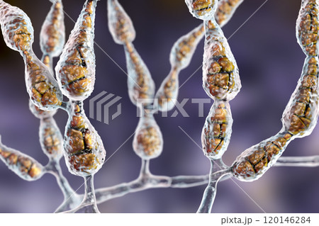 Mold Alternaria alternata 120146284