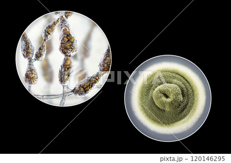 Mold Alternaria alternata, illustration and photo of colony on nutrient medium 120146295