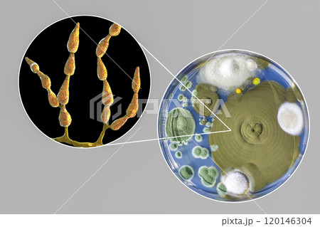 Mold Alternaria alternata, illustration and photo of colony on nutrient medium 120146304
