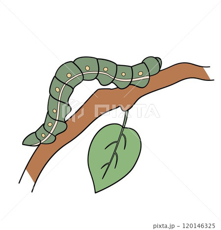 Green caterpillar forest pest on a branch 120146325