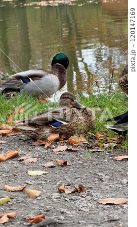 Group of Wild Ducks Resting by a Tranquil Lakeside Park 120147169