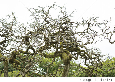 竜の木 竜の木 120147174
