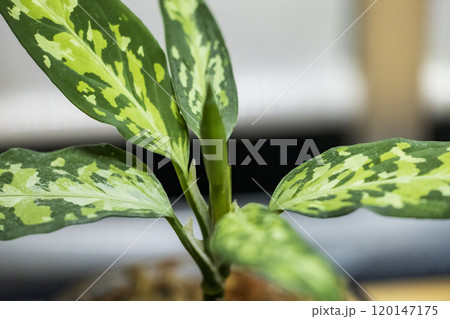 アグラオネマ　ピクタムトリカラー 120147175