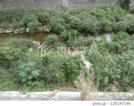 土手の川と植物等の様子(水かさは増していない状態) 土手の川と植物等の様子(水かさは増していない状態) 120147190