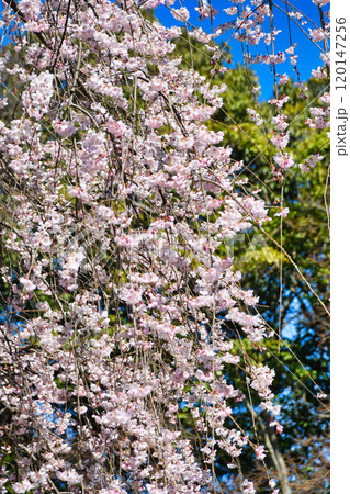 京都御苑　近衛邸跡の糸桜（枝垂桜）（京都府京都市上京区） 120147256