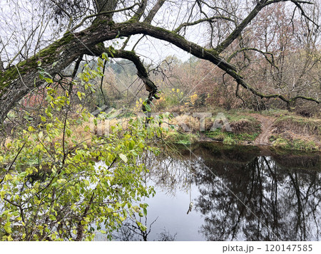 The branch tree near the river in autumn, lithuania The branch tree near the river in autumn, lithuania 120147585
