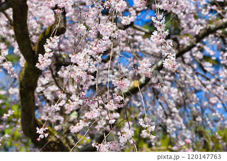 京都御苑　近衛邸跡の糸桜（枝垂桜）（京都府京都市上京区） 120147763