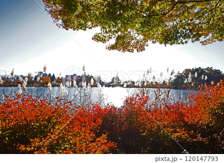紅葉の蓼科湖 紅葉の蓼科湖 120147793