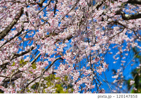 京都御苑　近衛邸跡の糸桜（枝垂桜）（京都府京都市上京区） 120147858