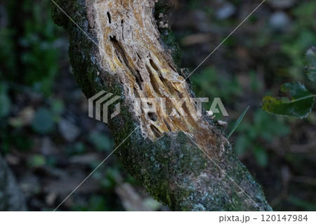 白蟻にくわれている木　木の内部がシロアリに食われてスカスカになっている 120147984