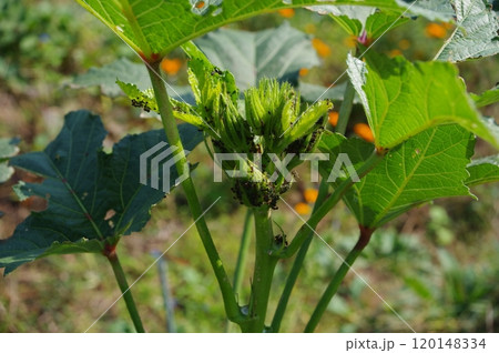 【10月】オクラの花芽に密集しているアブラムシとアリ 撮影場所:家庭菜園(神奈川県大和市) 【10月】オクラの花芽に密集しているアブラムシとアリ 撮影場所:家庭菜園(神奈川県大和市) 120148334