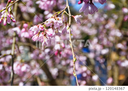 京都御苑 近衛邸跡の枝垂れ桜(京都府京都市上京区) 京都御苑 近衛邸跡の枝垂れ桜(京都府京都市上京区) 120148367