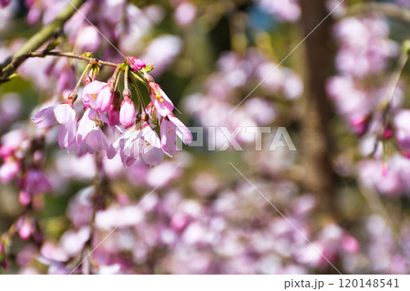 京都御苑　近衛邸跡の枝垂れ桜（京都府京都市上京区） 120148541