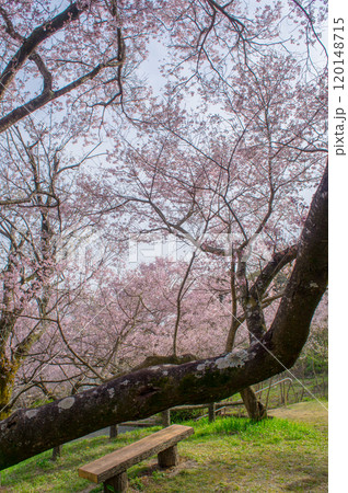 春の公園、満開の桜が咲いた 120148715