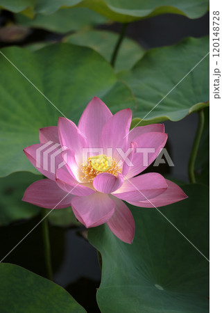 蓮の花の気高き気品 蓮の花の気高き気品 120148728