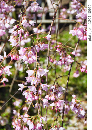 京都御苑 近衛邸跡の枝垂れ桜(京都府京都市上京区) 京都御苑 近衛邸跡の枝垂れ桜(京都府京都市上京区) 120148969