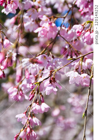 京都御苑 近衛邸跡の枝垂れ桜(京都府京都市上京区) 京都御苑 近衛邸跡の枝垂れ桜(京都府京都市上京区) 120149252
