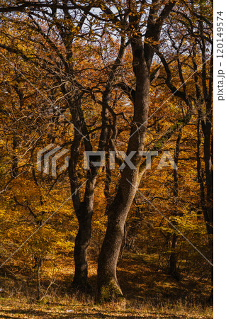 Golden autumn trees standing tall in the forest during a sunny afternoon 120149574