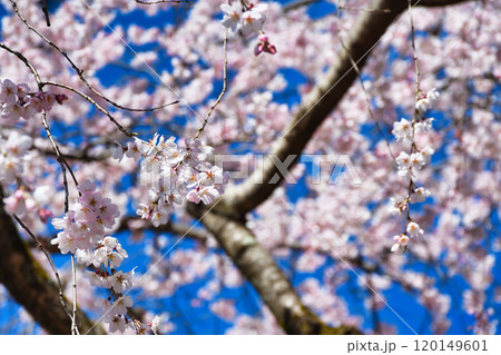 京都御苑　近衛邸跡の糸桜（枝垂桜）（京都府京都市上京区） 120149601