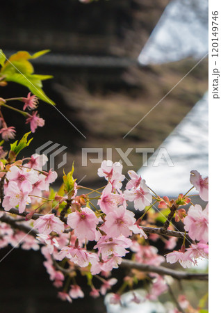 京都の東寺 桜のある風景 京都の東寺 桜のある風景 120149746
