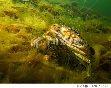 A close-up picture of a crab among seaweed A close-up picture of a crab among seaweed 120150678