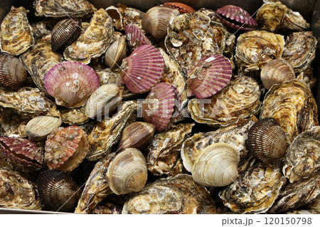 Korean Seafood Food. Steamed oysters and clams Korean Seafood Food. Steamed oysters and clams 120150798