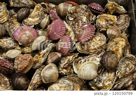 Korean Seafood Food. Steamed oysters and clams 120150799